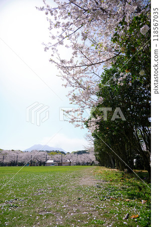 Spring scenery in Yoshino Park 118567035