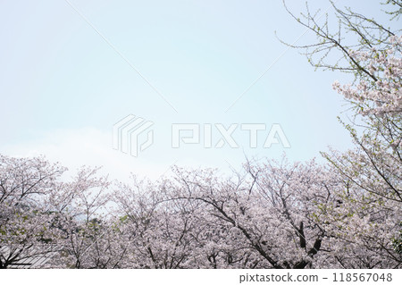 櫻花盛開的天空 118567048