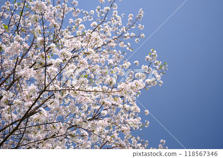 櫻花盛開,映襯著藍天 櫻花盛開,映襯著藍天 118567346