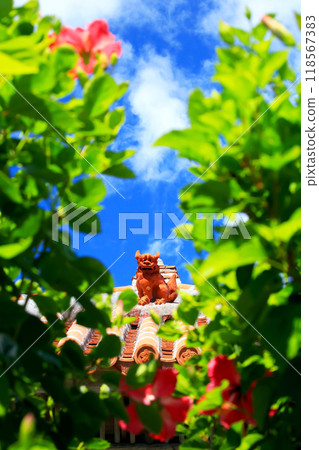 Mensore Okinawa Blue sky、red hibiscus 和 shisa Mensore Okinawa Blue sky、red hibiscus 和 shisa 118567383