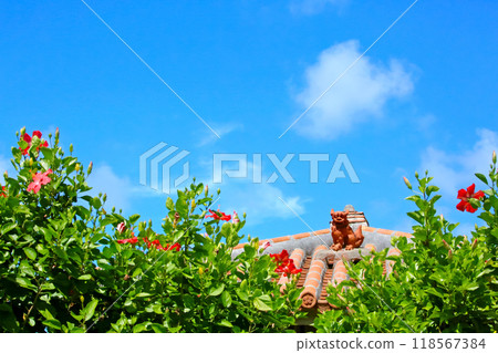 Mensore Okinawa Blue sky、red hibiscus 和 shisa Mensore Okinawa Blue sky、red hibiscus 和 shisa 118567384
