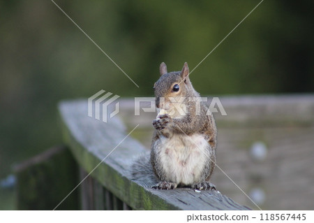 Squirrel for eating food 118567445