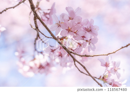 Ina City, Nagano Prefecture: Takato Kohigan cherry blossoms in full bloom, said to be the best cherry blossoms in the world 118567480