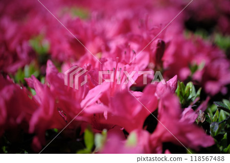紅色杜鵑花花瓣的特寫 118567488