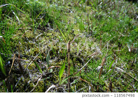 Horsetail weed 118567498