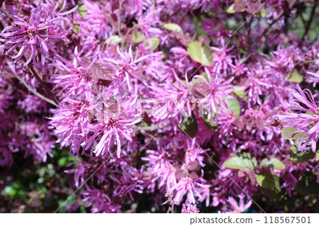 Winter hazel flowers in full bloom 118567501