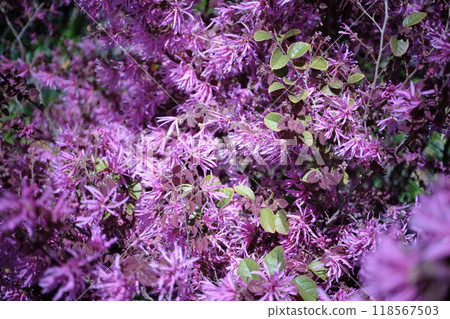 Close-up of pink winter hazel flowers 118567503