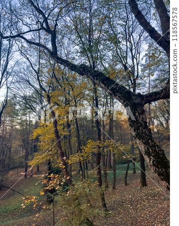 Autumn forest landscape with yellow leaves  118567578