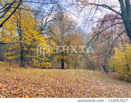 Autumn forest landscape with yellow leaves on the ground and fog on the ground Autumn forest landscape with yellow leaves on the ground and fog on the ground 118567627