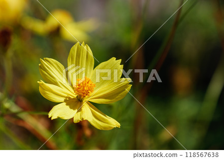 檸檬黃波斯菊03 118567638