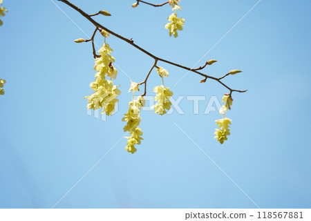 綻放可愛黃色花朵的土佐水木 118567881