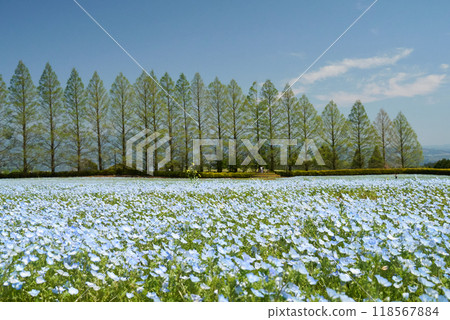 生駒高原美麗的粉蝶花田 118567884