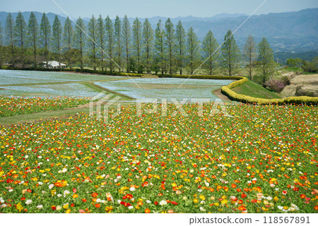 Contrast between poppies and nemophila 118567891