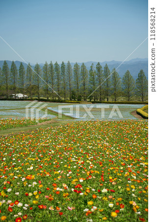 Poppy and Nemophila Hills of Ikoma Plateau 118568214