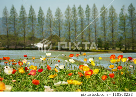 Beautiful poppies and spring scenery Beautiful poppies and spring scenery 118568228