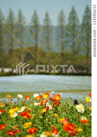 Cute poppy flowers in various colors Cute poppy flowers in various colors 118568232