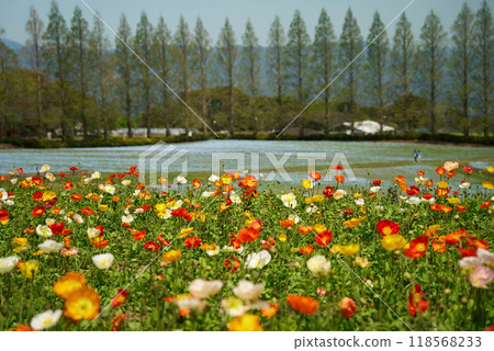 Poppy flowers and blue nemophila flowers in full bloom Poppy flowers and blue nemophila flowers in full bloom 118568233