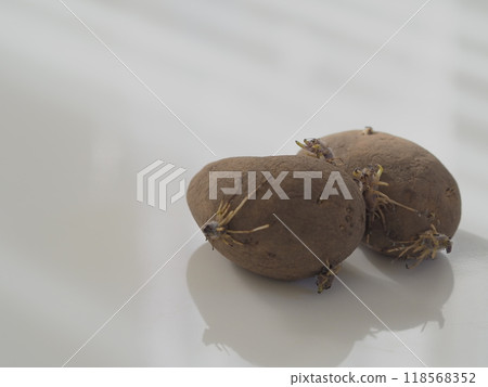 兩個發芽的馬鈴薯（白色背景） 118568352
