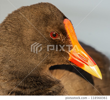Dusky Moorhen Dusky Moorhen 118568361