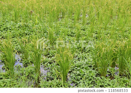 Rice ear paddy in the summer Rice ear paddy in the summer 118568533