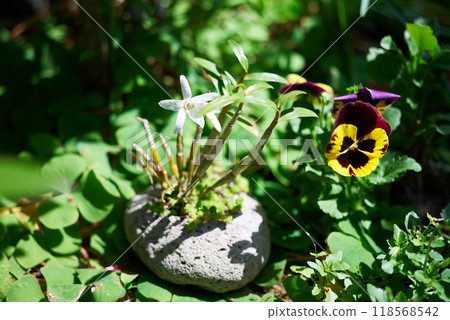 A cute white flower of the lily of the valley blooming 118568542