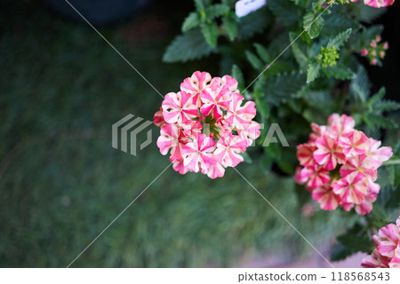 Verbena flowers blooming in spring 118568543