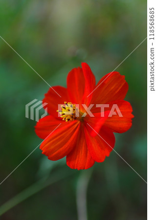 田野裡盛開的紅色波斯菊 田野裡盛開的紅色波斯菊 118568685