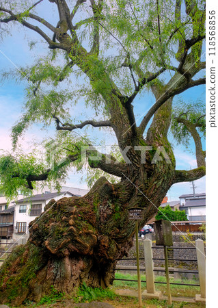 Weeping willow (vertical) 118568856