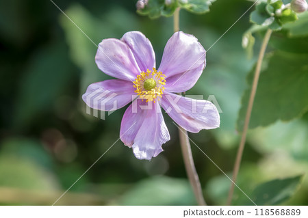 秋天閃耀的粉紅菊花【秋菊】 118568889