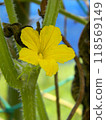 黃瓜黃色的花朵 118569149