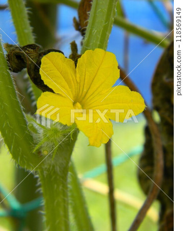 黃瓜黃色的花朵 118569149