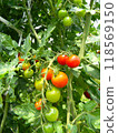 貝爾和櫻桃西紅柿 118569150