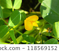 黃色花生花 118569152