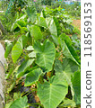 芋頭葉 118569153