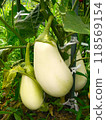 白土耳其茄子 118569154
