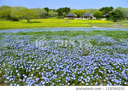 Nemophila flower fields, rapeseed flower fields and old houses on the Miharashi Hill in Hitachi Seaside Park 118569291