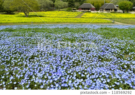 Nemophila flower fields, rapeseed flower fields and old houses on the Miharashi Hill in Hitachi Seaside Park 118569292