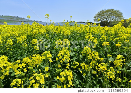 The rapeseed fields and nemophila flower fields on the hills at Miharashi Village in Hitachi Seaside Park 118569294