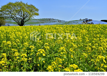 The rapeseed fields and nemophila flower fields on the hills at Miharashi Village in Hitachi Seaside Park 118569299