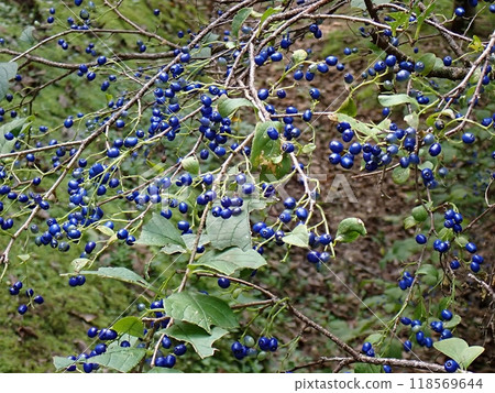 澤二木水果（秋田市二別市，9/20） 118569644