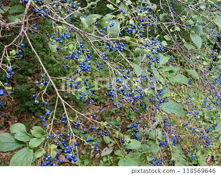 Fruit of the Japanese quince (Nibetsu, Akita City, September 20th) 118569646