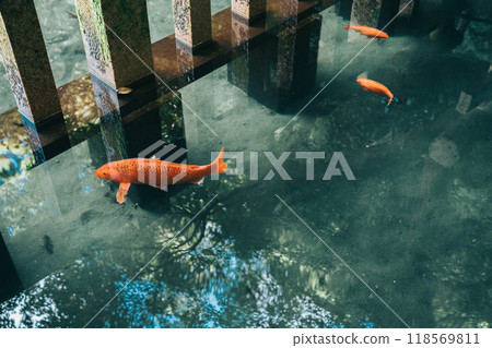 鹿島神社御手洗池鯉魚御手洗池(茨城縣鹿島市) 鹿島神社御手洗池鯉魚御手洗池(茨城縣鹿島市) 118569811