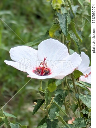 The Hibiscus monadelphus staring at the sky 118569974