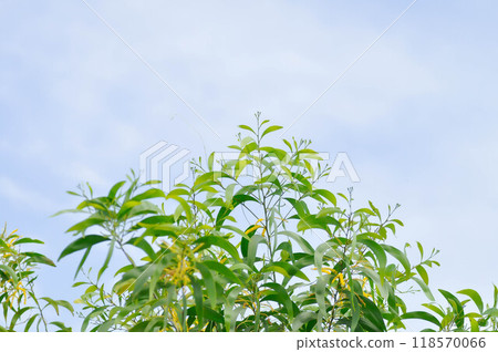 Acacia auriculiformis or Auri, Earleaf acacia or Earpod wattle or Northern black wattle or Papuan wattle or Tan wattle or akas and flower on the tree Acacia auriculiformis or Auri, Earleaf acacia or Earpod wattle or Northern black wattle or Papuan wattle or Tan wattle or akas and flower on the tree 118570066