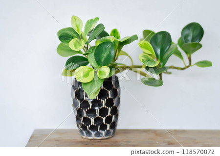Peperomia obtusifolia, Baby Rubber Plant or Pepper Face or PIPERACEAE or bicolor plant 118570072