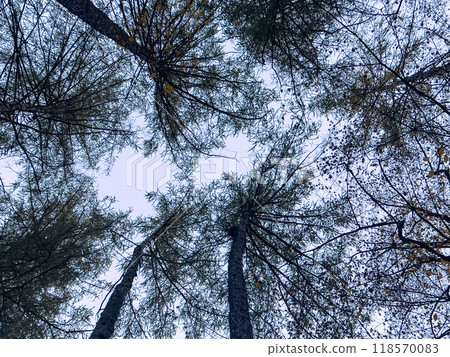 Looking up at the sky through the branches of trees in autumn forest Looking up at the sky through the branches of trees in autumn forest 118570083
