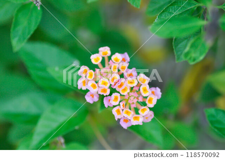 Lantana camara L, Cloth of gold or Hedge flower or Lantana or Weeping lantana or White sage or VERBENACEAE 118570092
