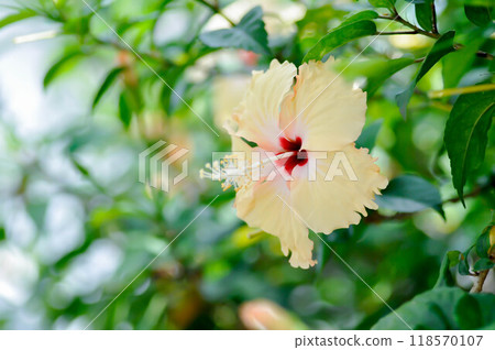 Chinese rose or Hibiscus or Hibiscus rosa sinensis or Hibisceae or Malvaceae , yellow hibiscus flower or cream flower Chinese rose or Hibiscus or Hibiscus rosa sinensis or Hibisceae or Malvaceae , yellow hibiscus flower or cream flower 118570107