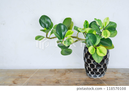 Peperomia obtusifolia, Baby Rubber Plant or Pepper Face or PIPERACEAE or bicolor plant Peperomia obtusifolia, Baby Rubber Plant or Pepper Face or PIPERACEAE or bicolor plant 118570108