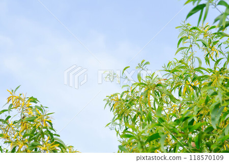 Acacia auriculiformis or Auri, Earleaf acacia or Earpod wattle or Northern black wattle or Papuan wattle or Tan wattle or akas and flower on the tree Acacia auriculiformis or Auri, Earleaf acacia or Earpod wattle or Northern black wattle or Papuan wattle or Tan wattle or akas and flower on the tree 118570109